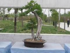 郑州三春柳盆景