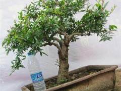 荆州市花卉盆景中心