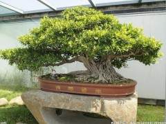 花卉种植用上新科技盆景也可无土栽培