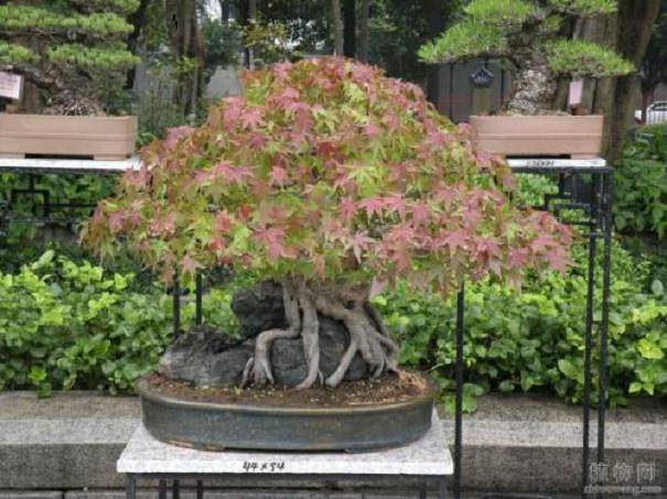 自动滴水喷雾盆景的制作方法