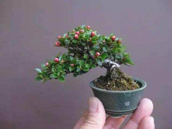 自动滴水喷雾盆景的制作方法