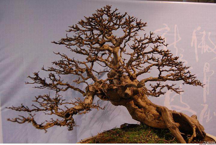 家庭盆景花卉的日常养护技巧,你做到位没?