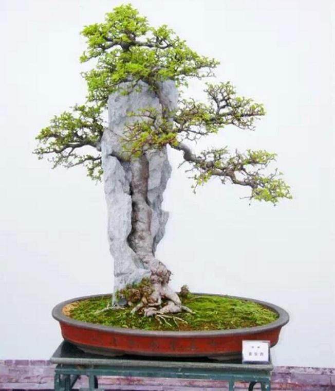 是什么影响盆景浇水的因素？