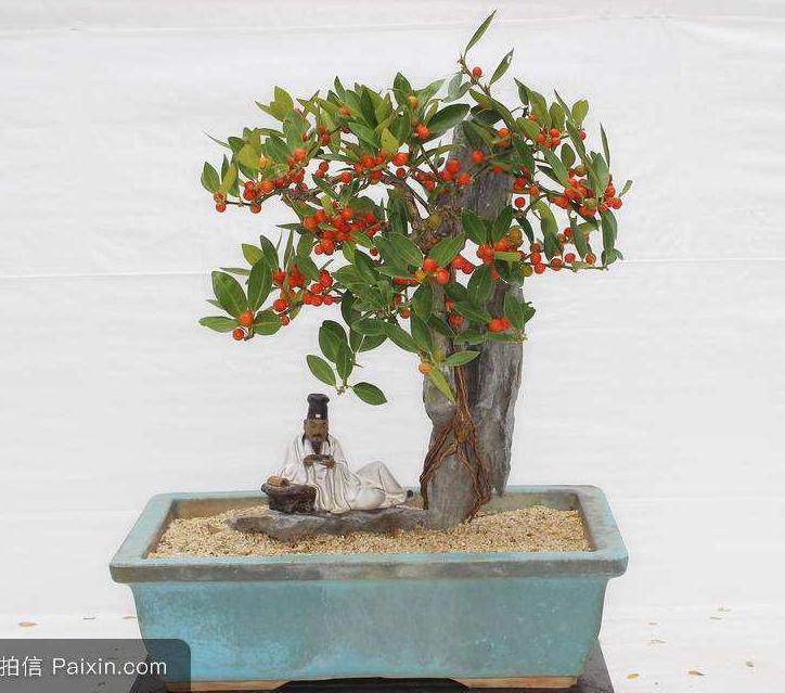 我是美国盆景的忠实信徒 我并不是要贬低日本风格