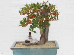 我是美国盆景的忠实信徒 我并不是要贬低日本风格