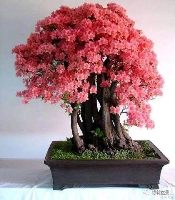 如何在寒冷地区安全的让盆景越冬?