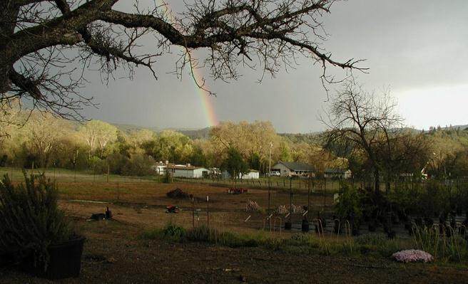 常青园艺盆景苗圃于1989年创立