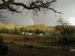 常青园艺盆景苗圃于1989年创立