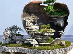 如何更轻松 更快速地创造出漂亮的盆景？