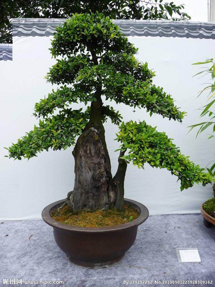 价格根据培训的程度 卡尺和盆景的潜力而有所不同