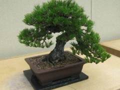 价格根据培训的程度 卡尺和盆景的潜力而有所不同