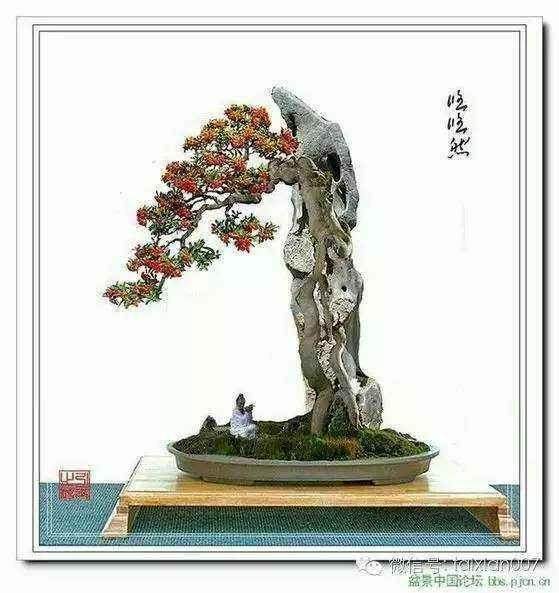 如果你想要更大的盆景 就要使用更大的盆子