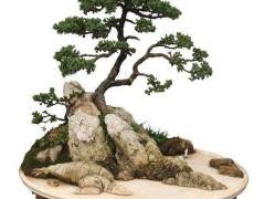 我决定引导您前往最好的盆景网站