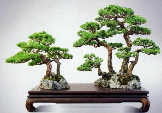 五针松盆景制作3个步骤