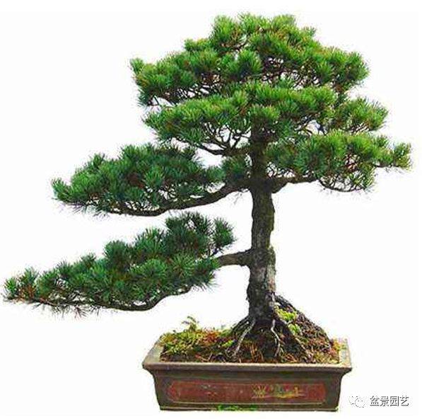 五针松盆景养护的5个技巧
