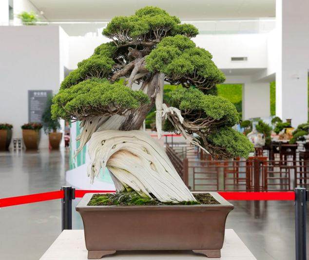 盆玩雅趣 | 中国盆景艺术展 在园博馆开展