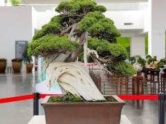 中国盆景艺术展 在园博馆开展