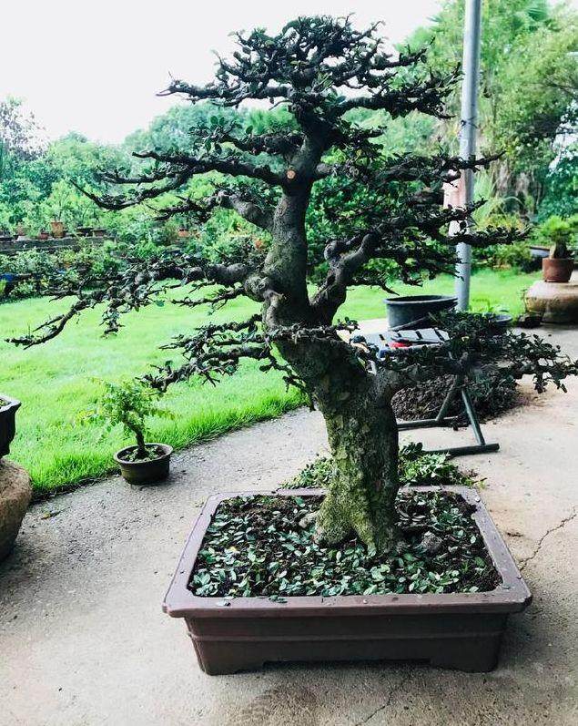 图解 榆树盆景怎么翻盆的13个过程