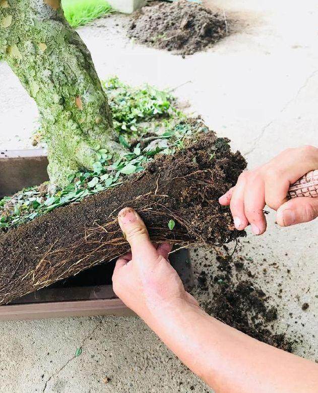 图解 榆树盆景怎么翻盆的13个过程