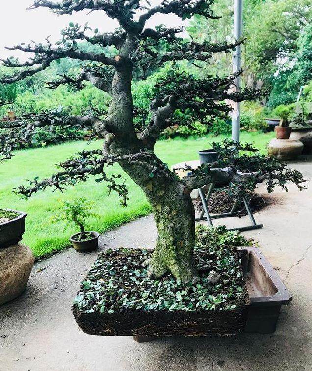 图解 榆树盆景怎么翻盆的13个过程