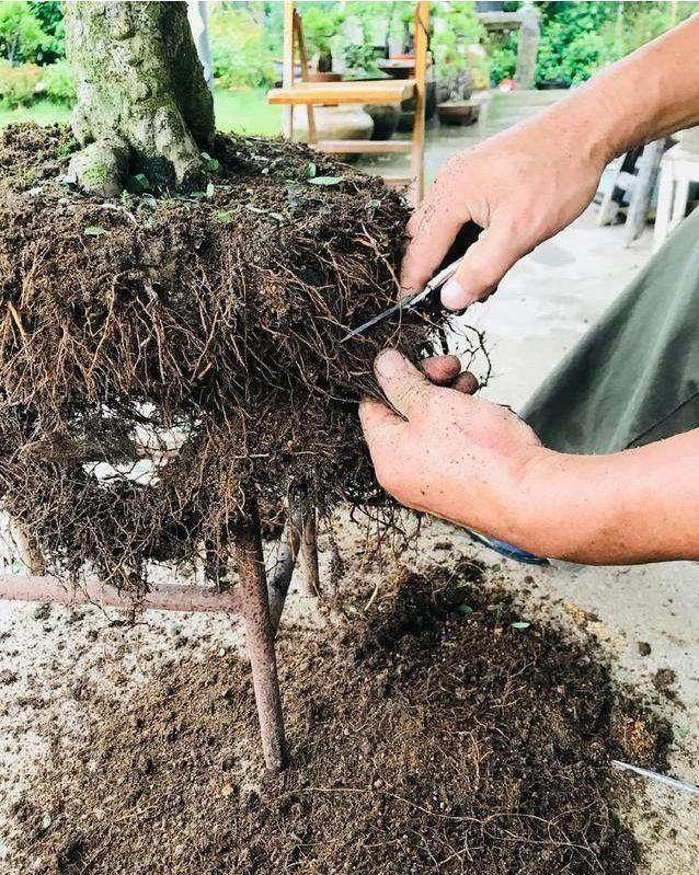 图解 榆树盆景怎么翻盆的13个过程