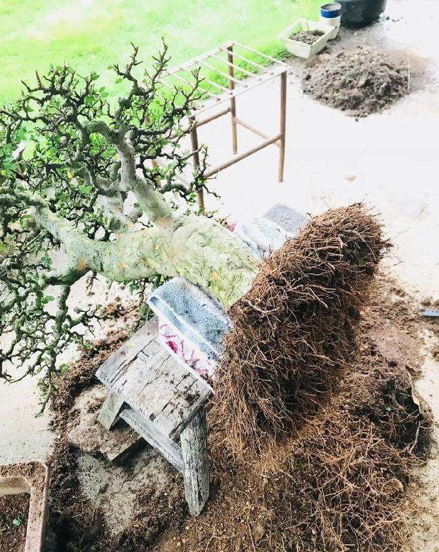 图解 榆树盆景怎么翻盆的13个过程