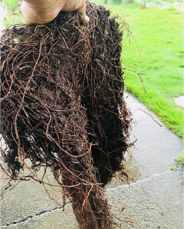 图解 榆树盆景怎么翻盆的13个过程