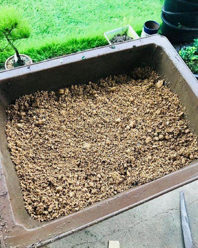 图解 榆树盆景怎么翻盆的13个过程