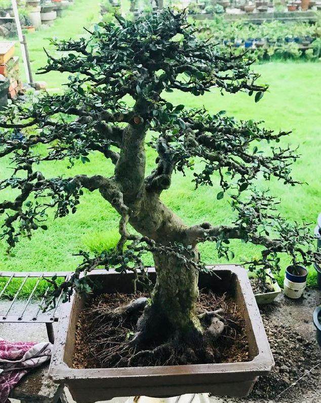 图解 榆树盆景怎么翻盆的13个过程