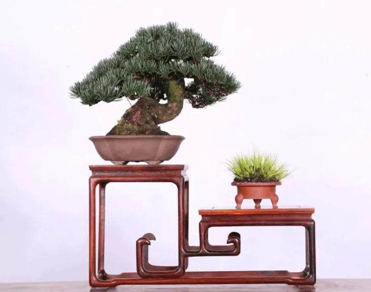 温州益光园会员活动中心主办的无界限网络盆景展