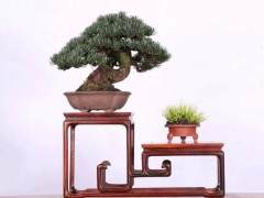 温州益光园会员活动中心主办的无界限网络盆景展