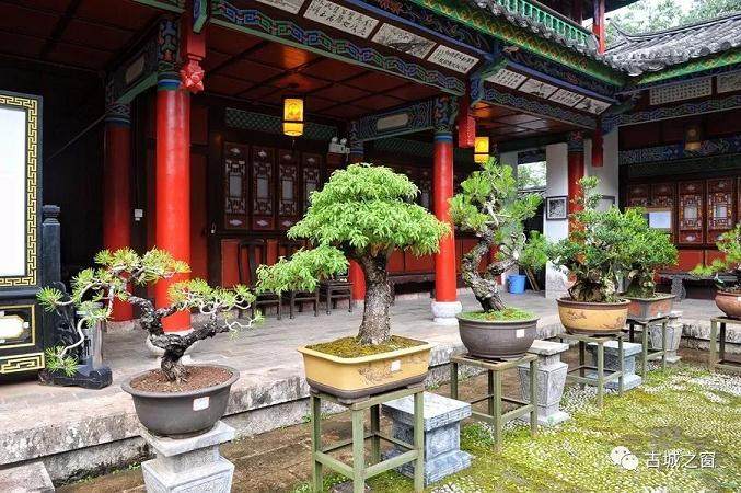 丽江盆景艺术展在古城区文化馆开幕