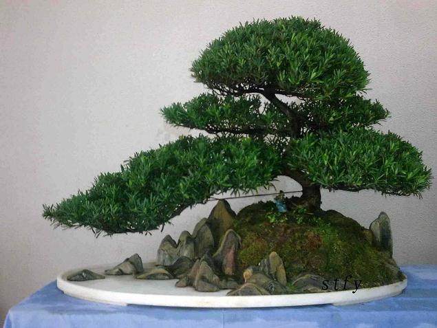 佛山市顺德区陈村花卉世界嘉盛园盆景展