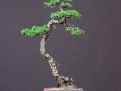 云南省盆景赏石协会副秘书长  吕绍先