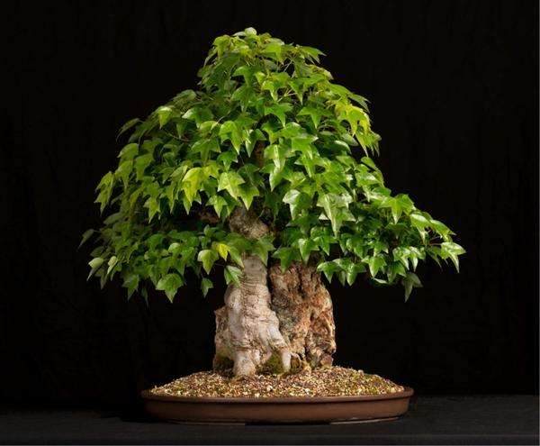 如何培养三角枫盆景?