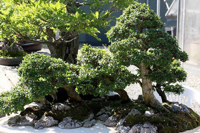 以前落叶的中国榆树盆景两个月重新增长