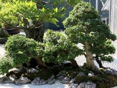 以前落叶的中国榆树盆景两个月重新增长