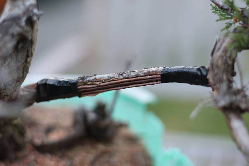 图解 来外对落基山杜松盆景的修剪