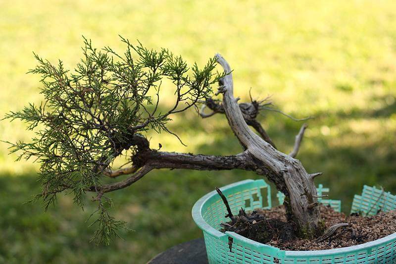 来外对落基山杜松盆景的修剪【图片】