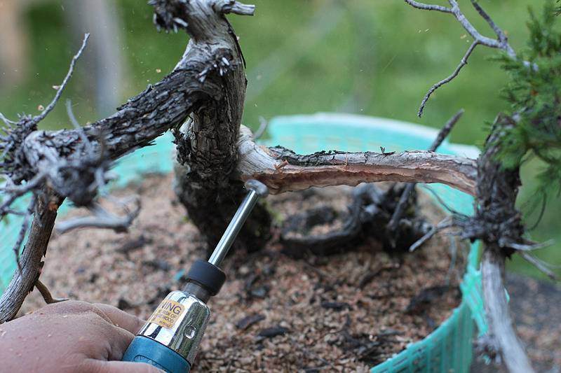 图解 来外对落基山杜松盆景的修剪