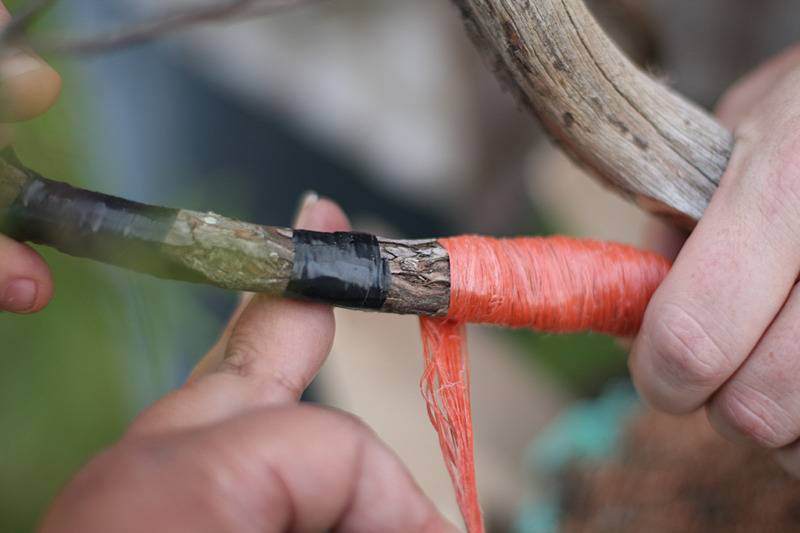 图解 来外对落基山杜松盆景的修剪