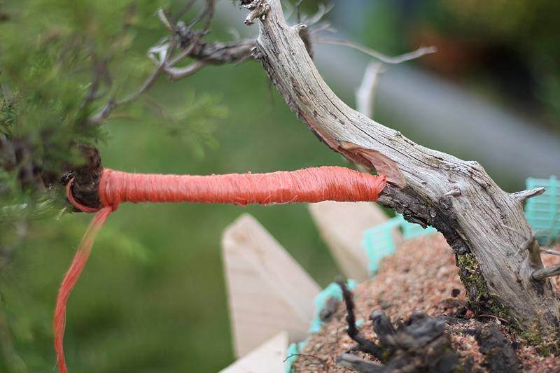 图解 来外对落基山杜松盆景的修剪