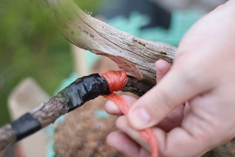 图解 来外对落基山杜松盆景的修剪