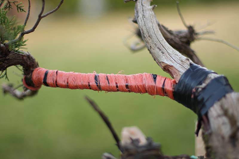 图解 来外对落基山杜松盆景的修剪