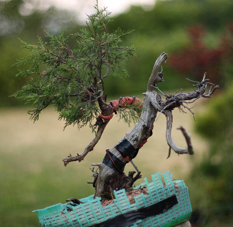 图解 来外对落基山杜松盆景的修剪