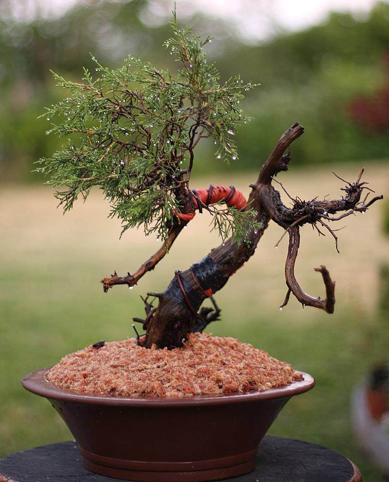 图解 来外对落基山杜松盆景的修剪