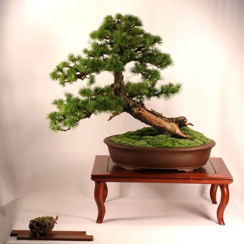 第三届美国国家盆景展上展出了一棵树