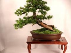 第三届美国国家盆景展上展出了一棵树