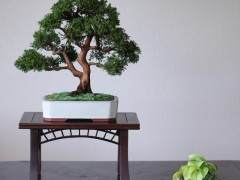 在纽约举行的第三届美国国家盆景展