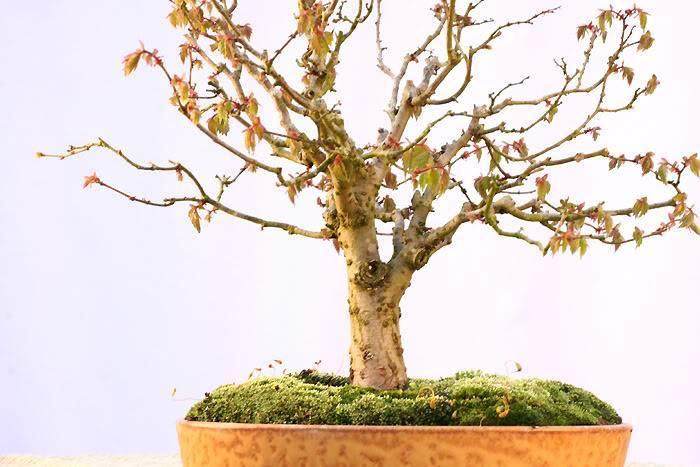 金州盆景联合会会议上获得了一个小品杜松盆景